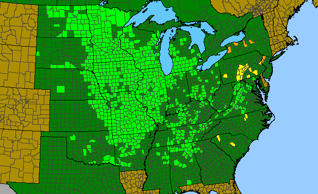 The range of Lithospermum canescens